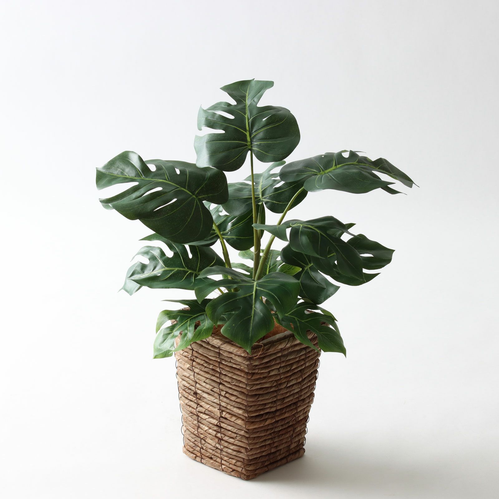 モンステラ（南国風インテリアに人気） | プレミアム光触媒フェイク