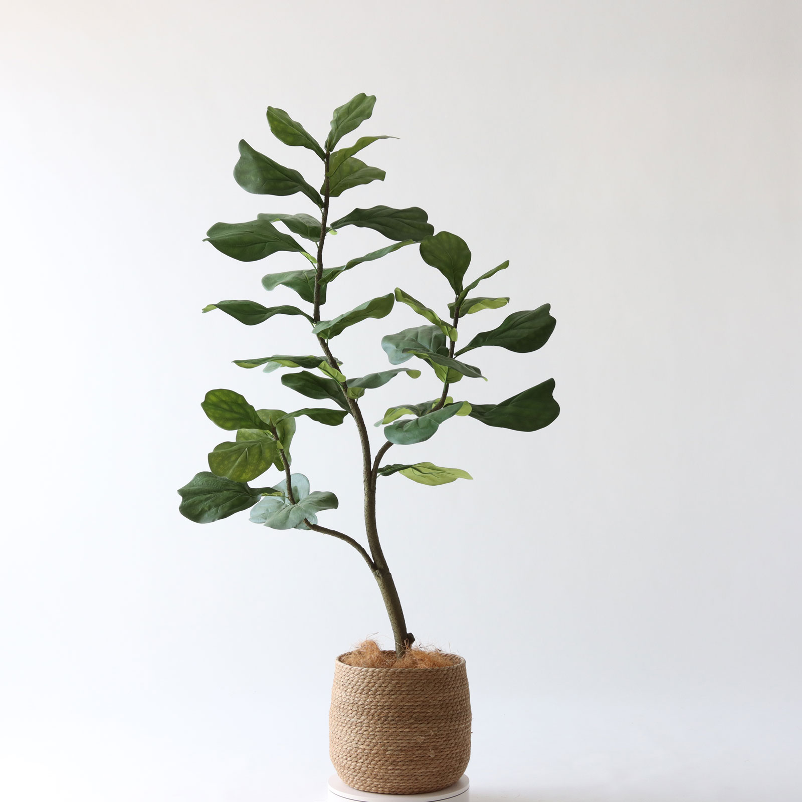 No9382 プレミアム光触媒フェイクグリーン 「大きな葉が魅せる存在感