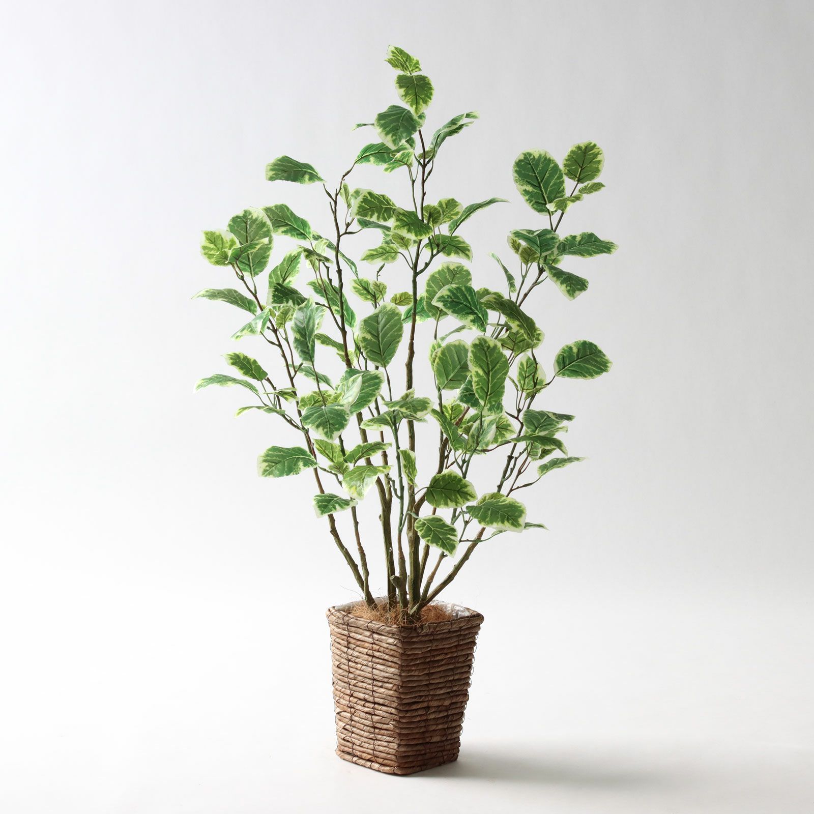 コーヒーの木 | プレミアム光触媒フェイクグリーン 造花ドットコム