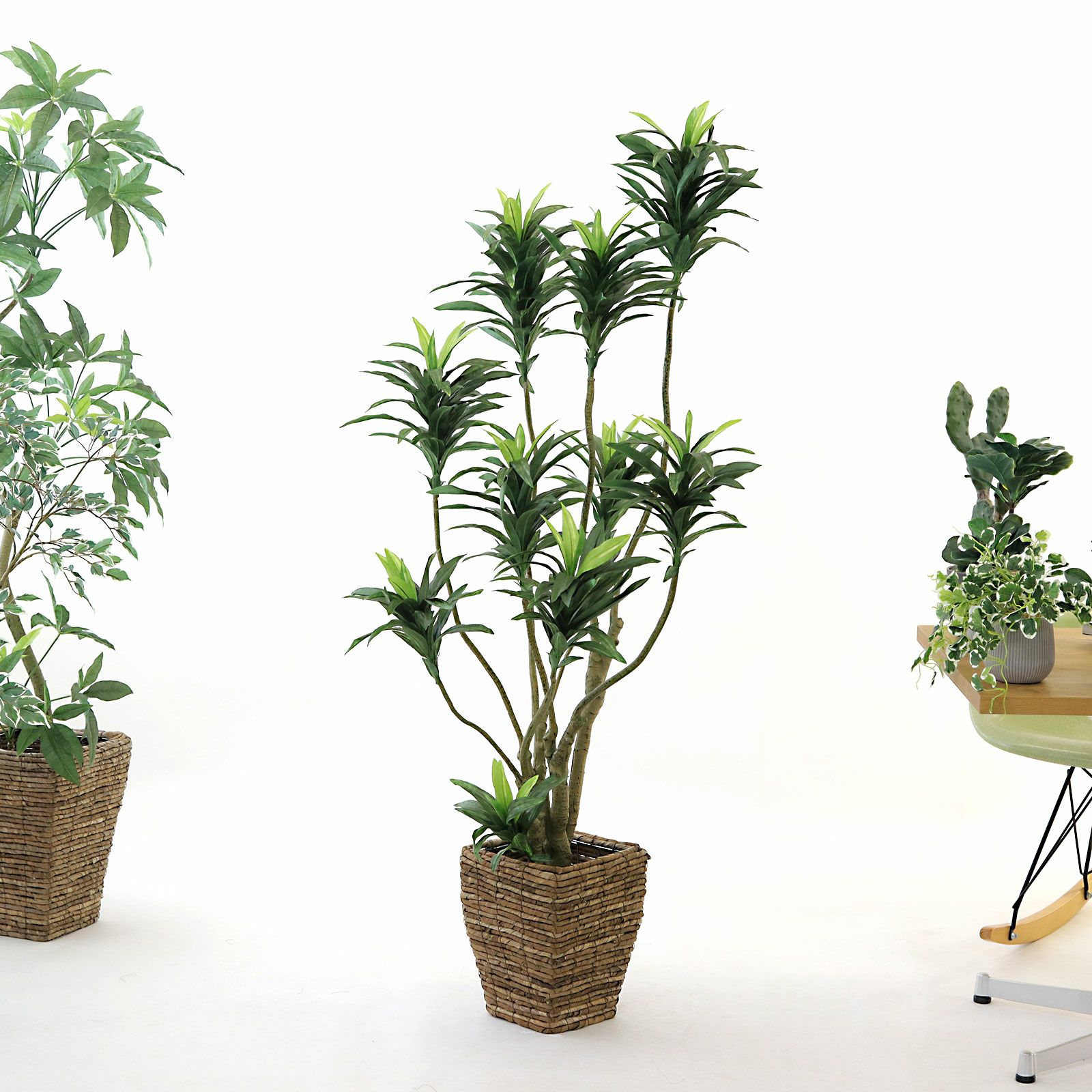 ドラセナ | プレミアム光触媒フェイクグリーン 造花ドットコム zouka.com