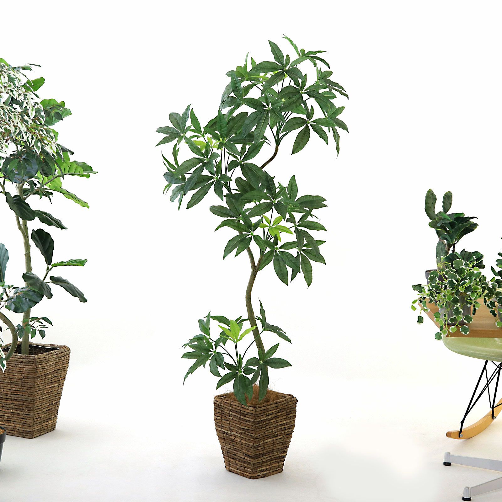 パキラ | プレミアム光触媒フェイクグリーン 造花ドットコム zouka.com