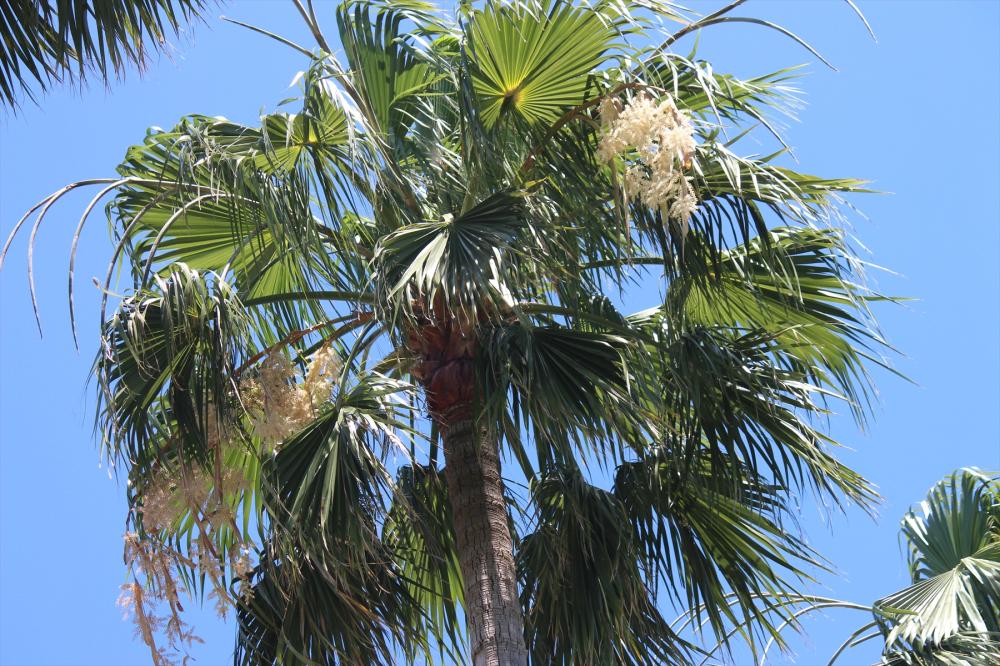 ワシントンヤシ | 植物図鑑 | 大阪市立長居植物園