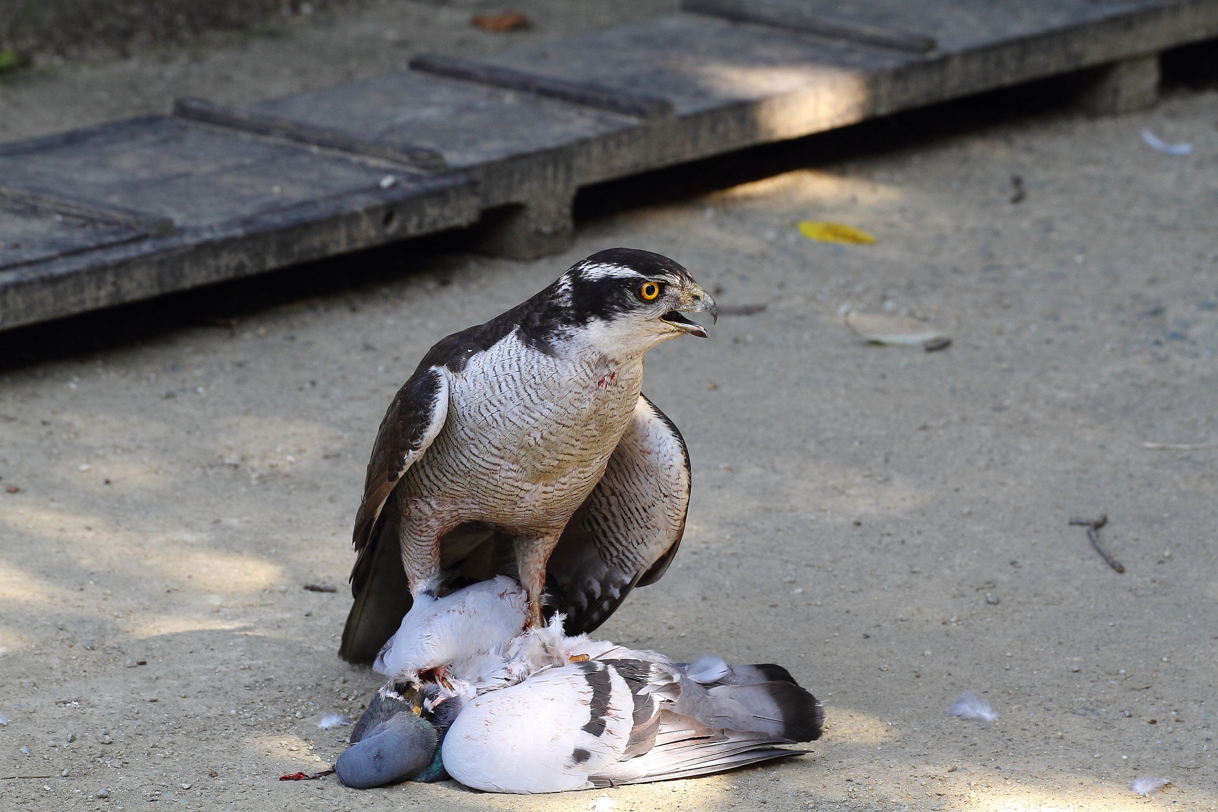 オオタカ（亜種）(2016.06.29) - 日本の野鳥識別図鑑