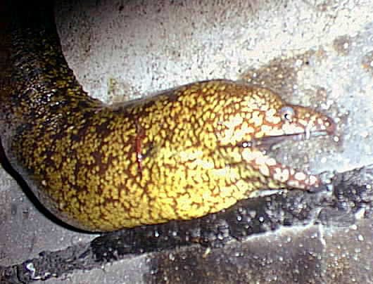 ウツボ(1999.06.15) - WEB魚図鑑