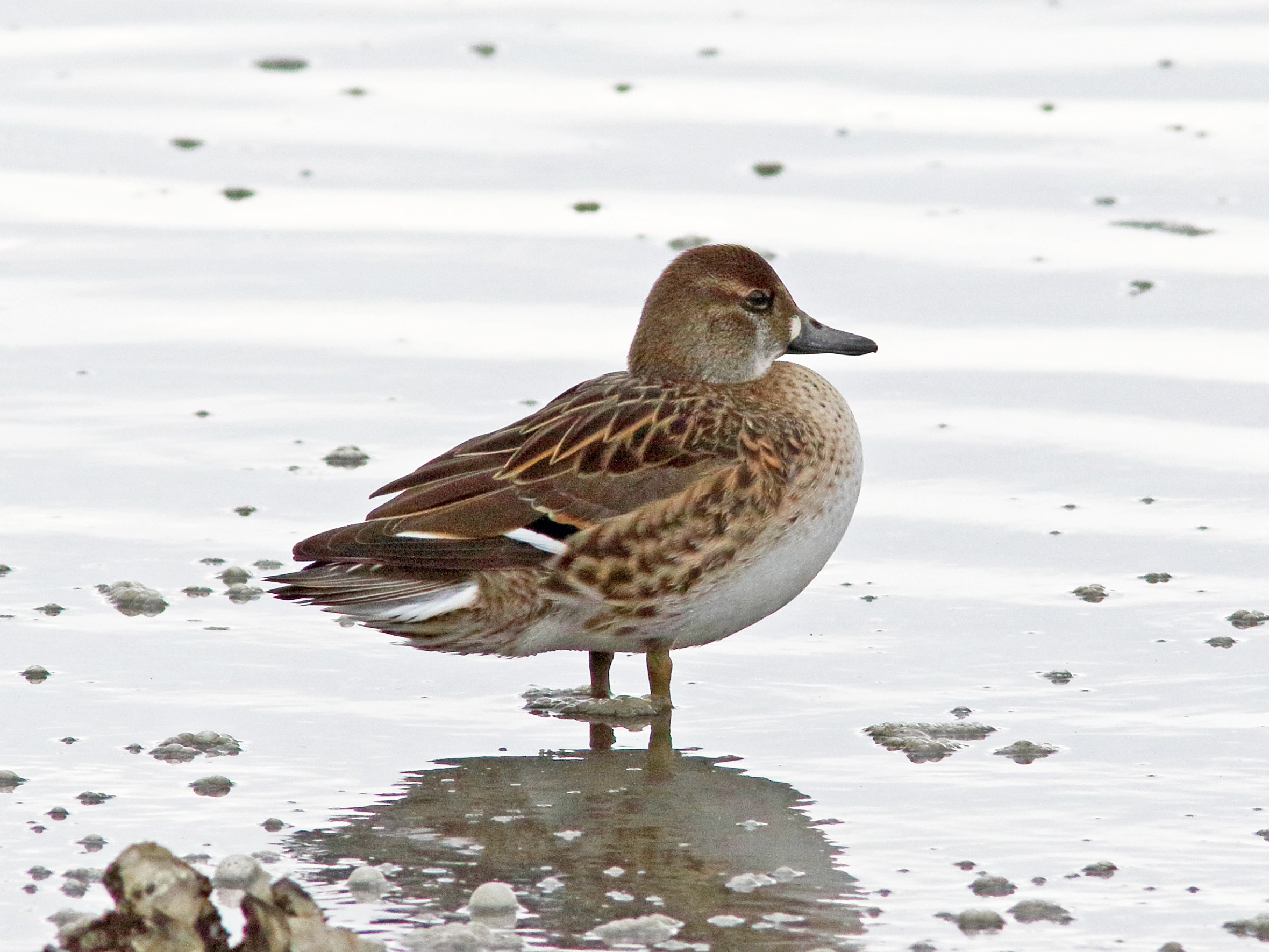 トモエガモ(2021.01.24) - 日本の野鳥識別図鑑