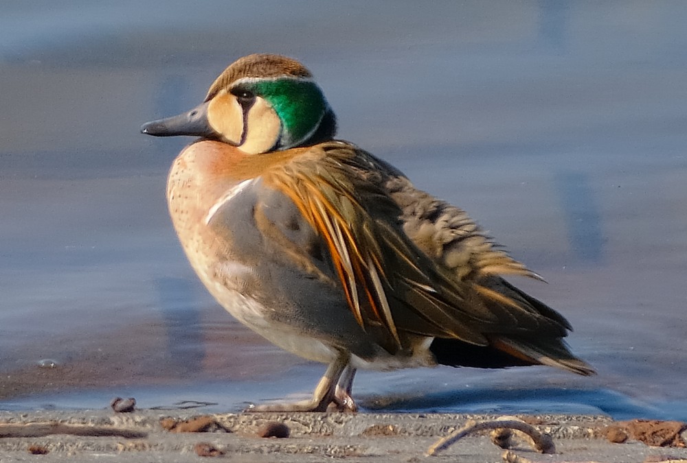 トモエガモ(2023.02.12) - 日本の野鳥識別図鑑