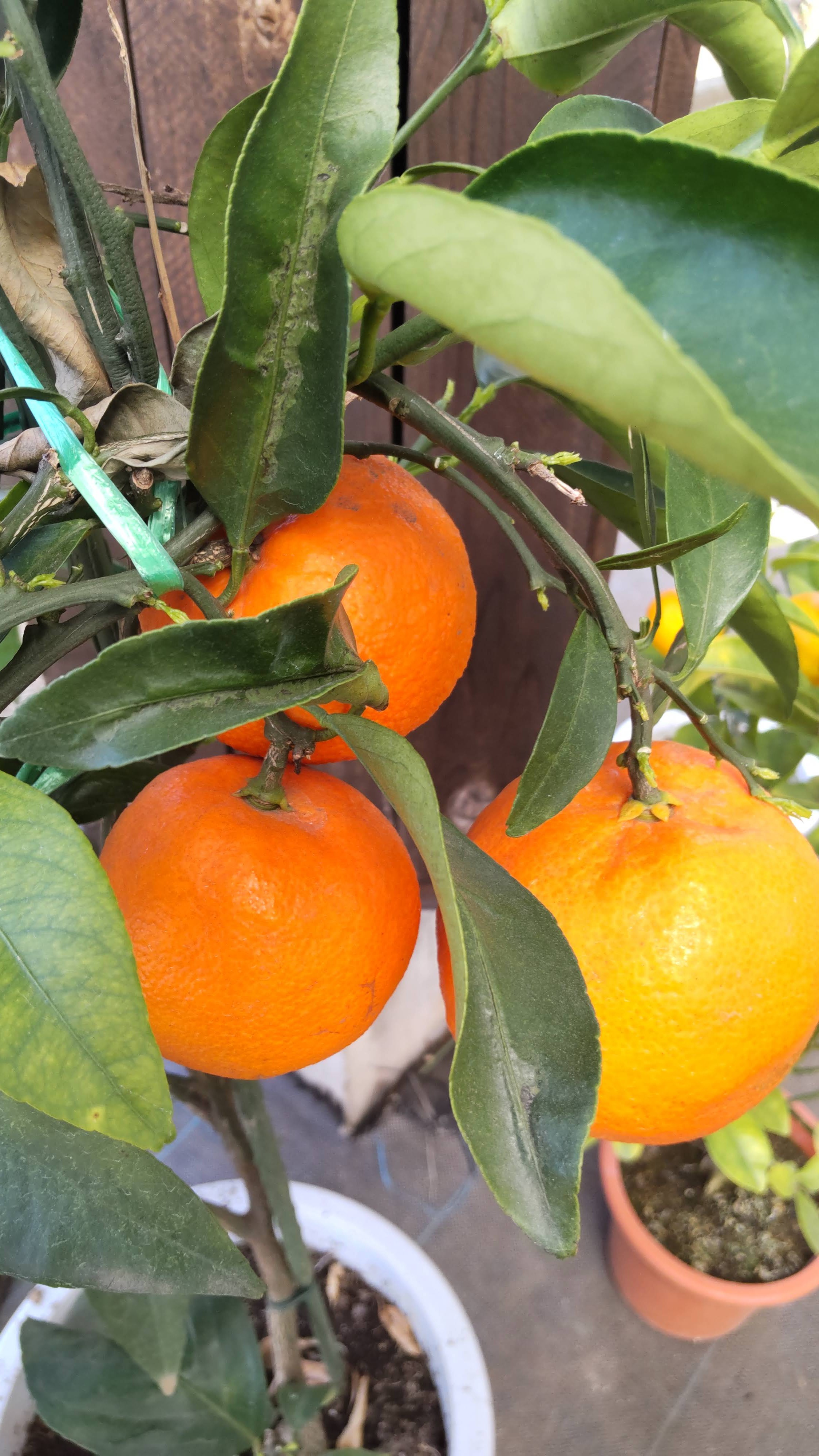 ミカン属(2023.09.30) - 原色植物図鑑