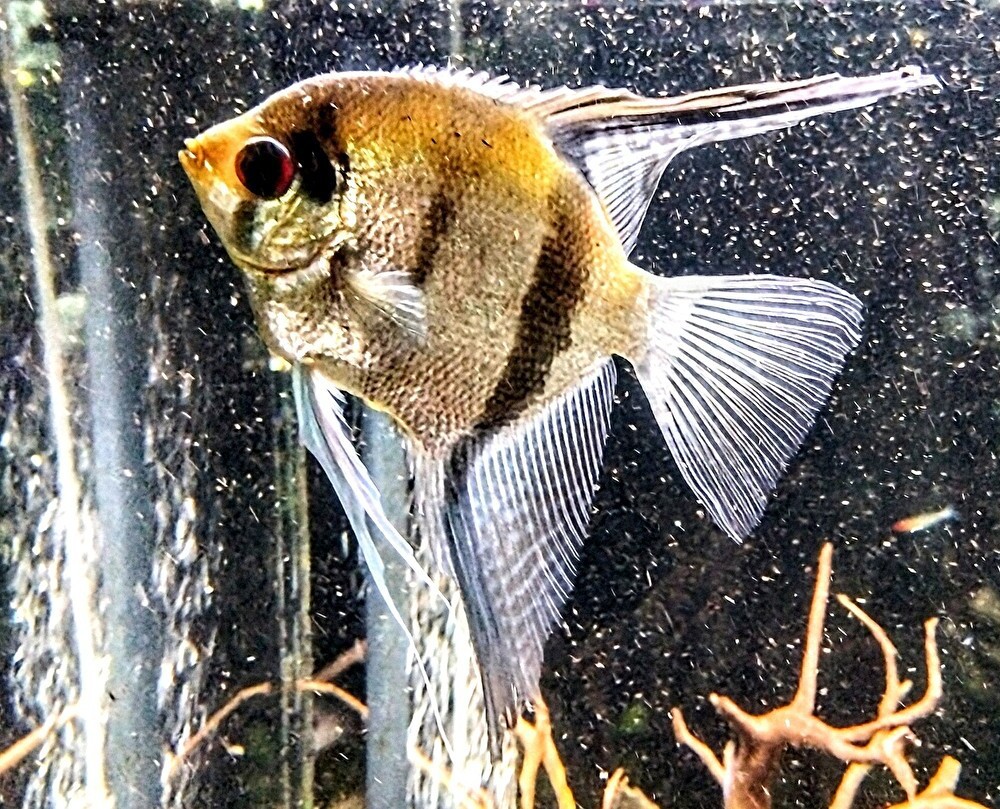 エンゼルフィッシュ - WEB魚図鑑