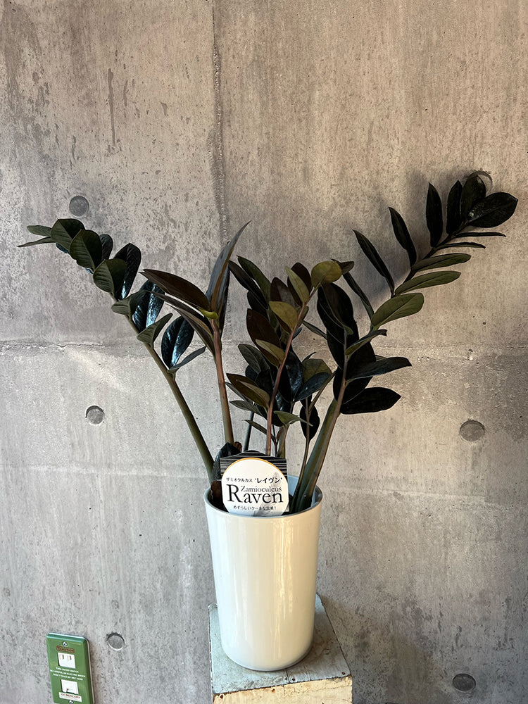 観葉植物 卓上 希少 ザミオクルカス（レイブン ）大株 – floral ecru