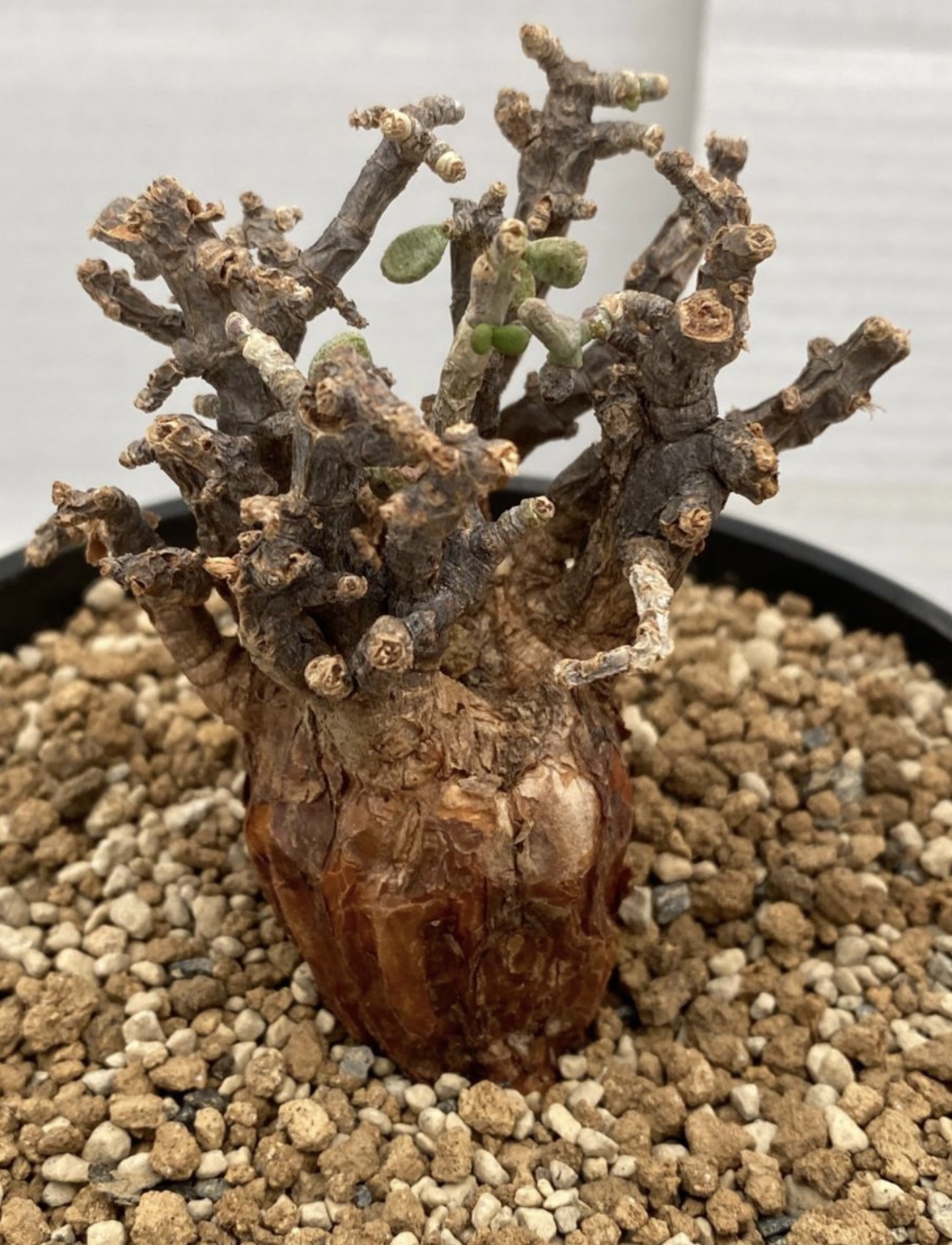 ヤフオクで買ったケラリア・ピグマエアの発根管理 | Bizarre Plants