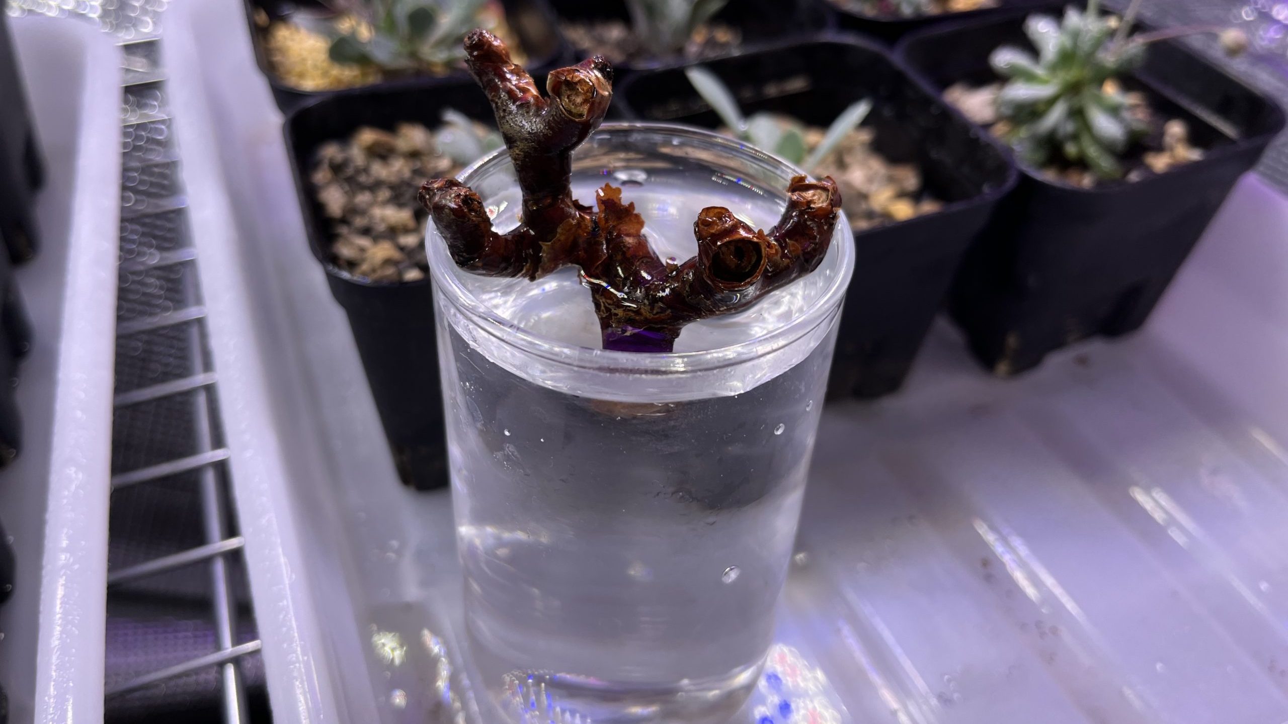 ペラルゴニウム・ミラビレの切り枝を水耕で発根管理してみる