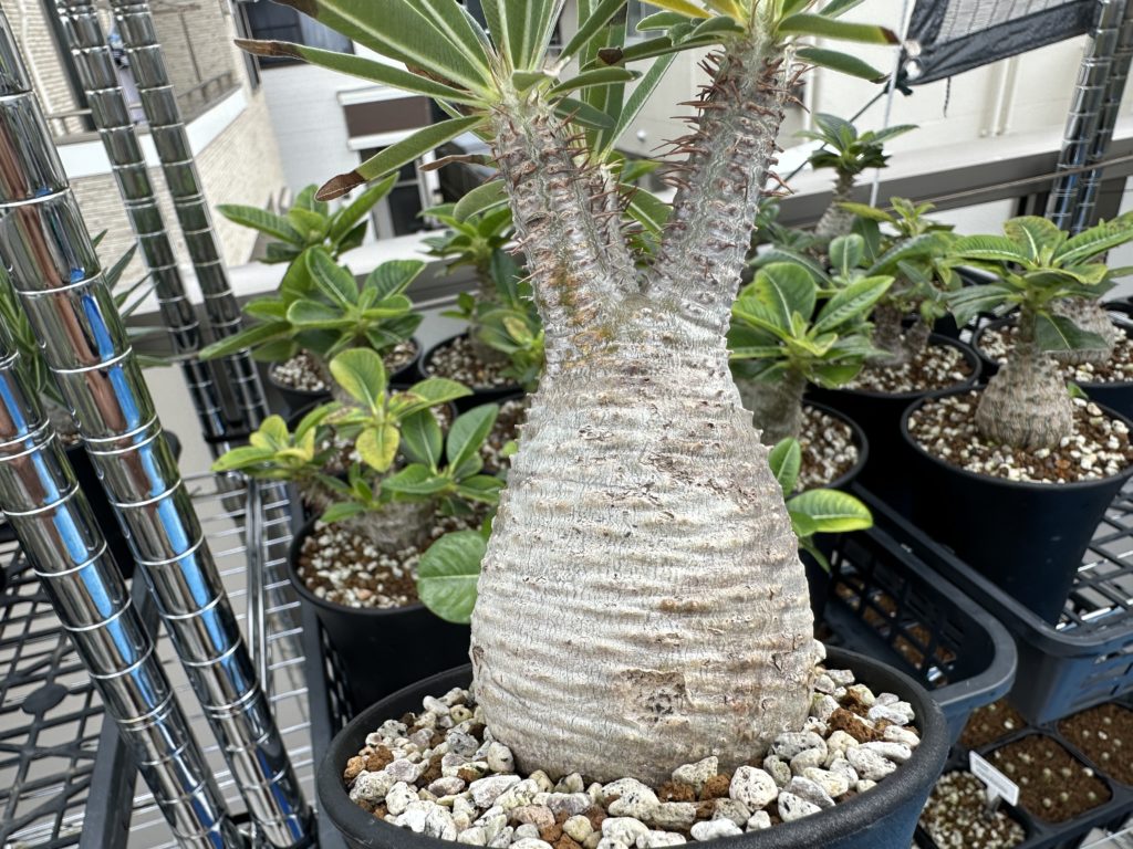 パキポディウム・グラキリスの実生1年間の記録＋花が咲くまでの記録