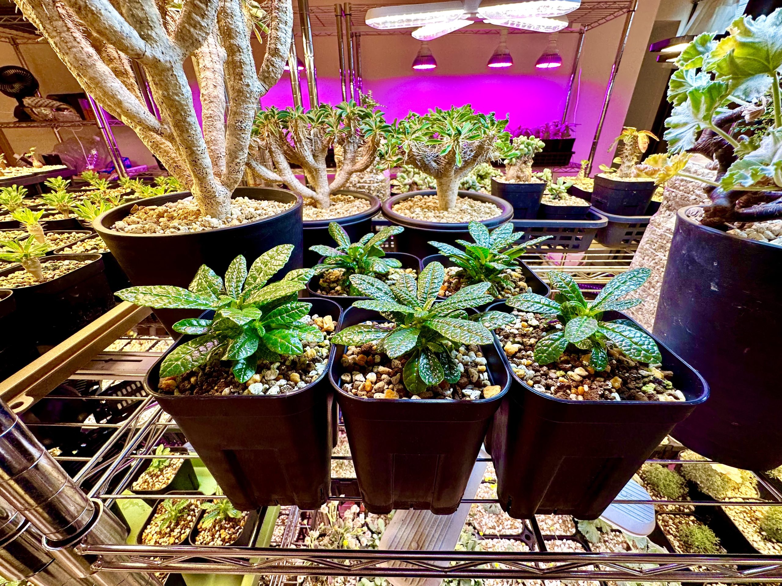 ドルステニア・ギガスの種まきから発芽 | Bizarre Plants Fan | あちゃ