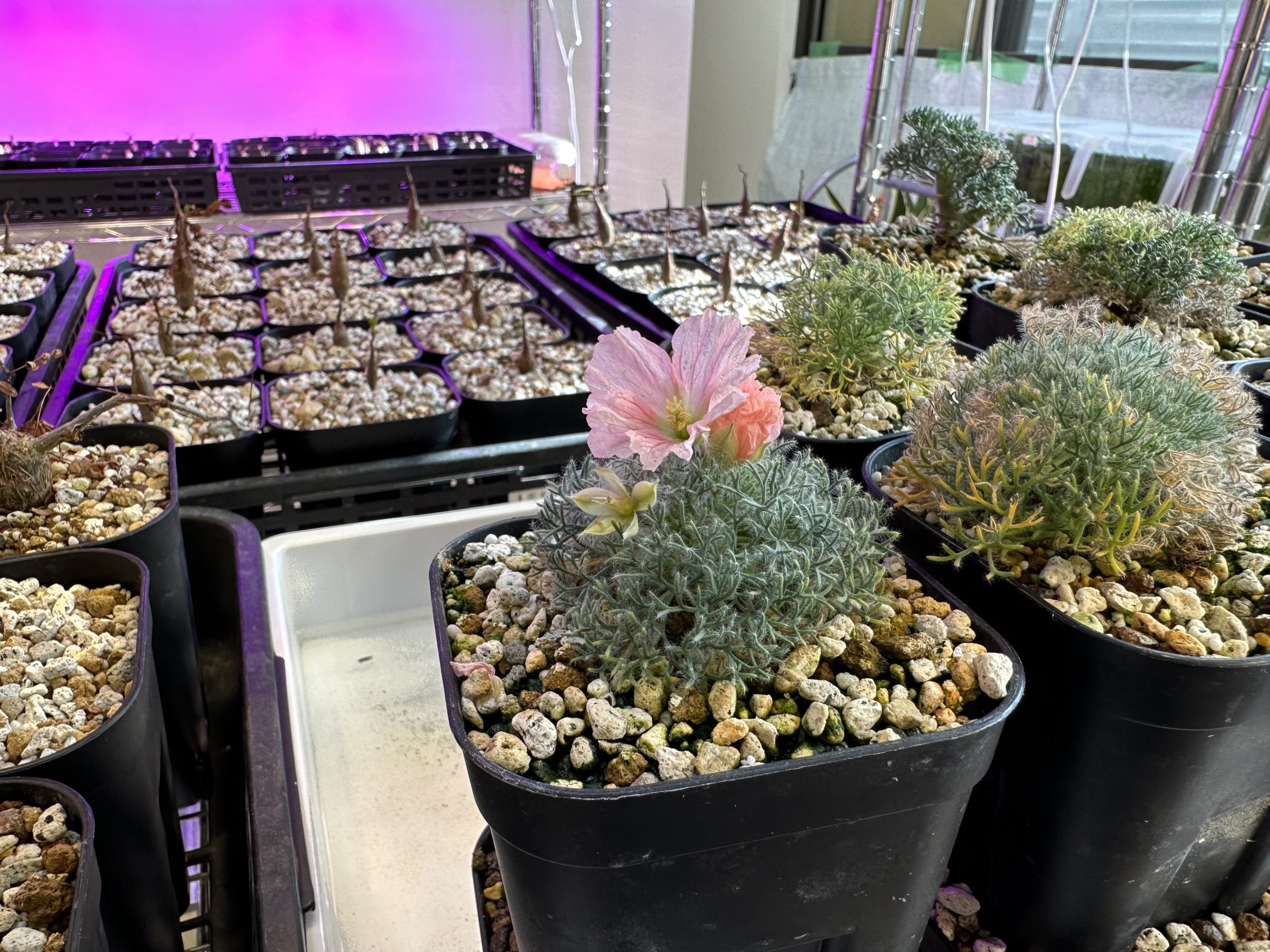 サルコカウロン・ペニクリナムとムルチフィズムの種まきから開花までの