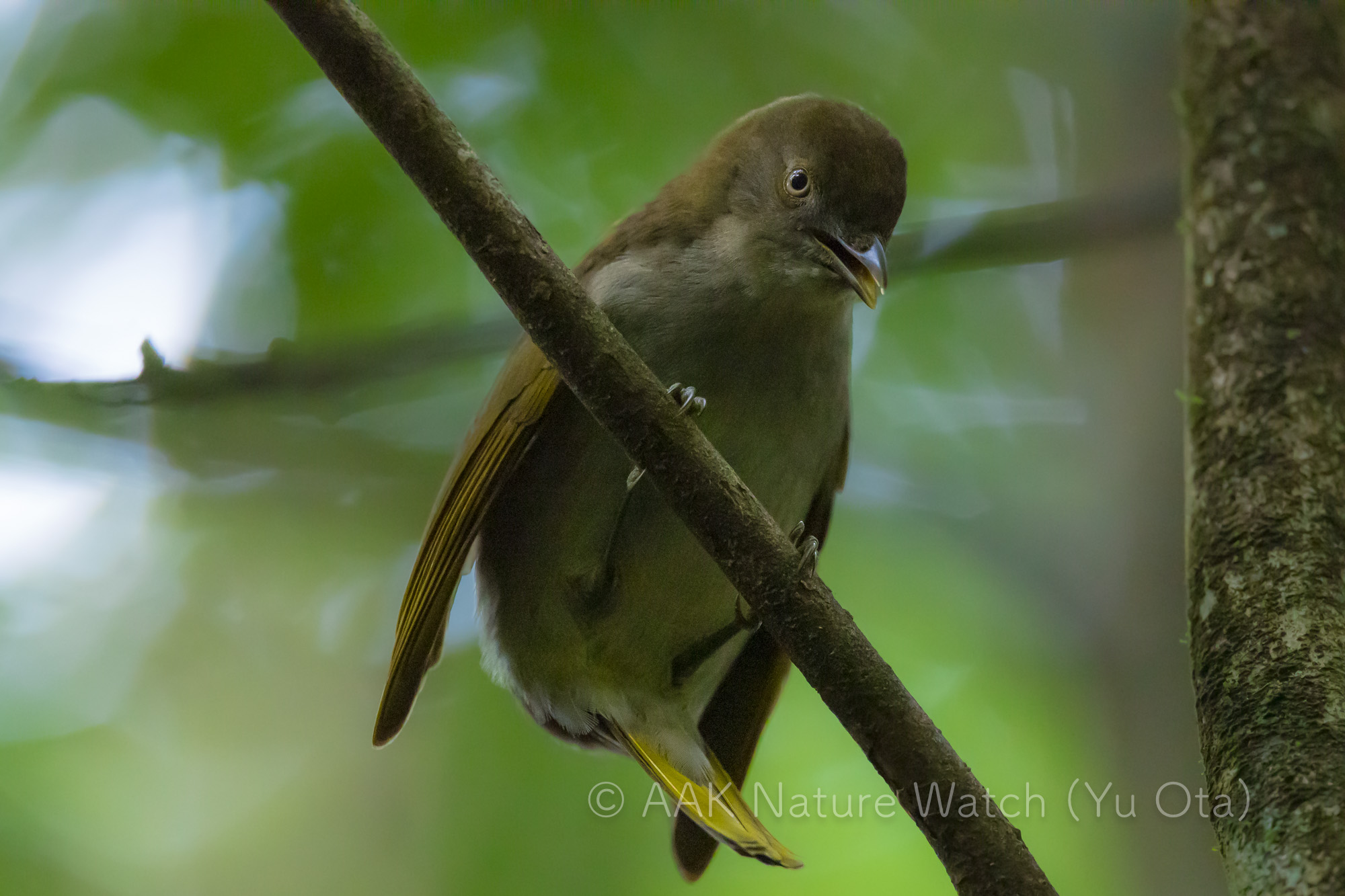 オウゴンニワシドリ若雄 | 【公式】オーストラリア唯一の日本語専門