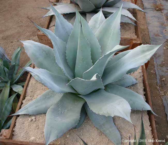 アガベ オバティフォリア