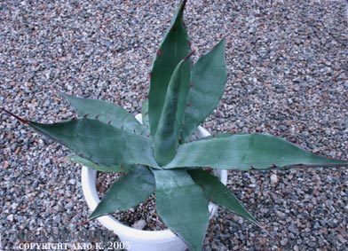 アガベ サブシンプレックス