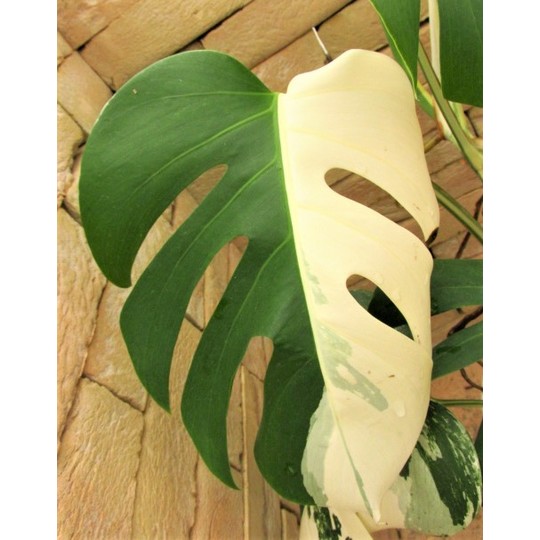 モンステラ・ボルシギアナ ハーフムーン | 希少植物の販売