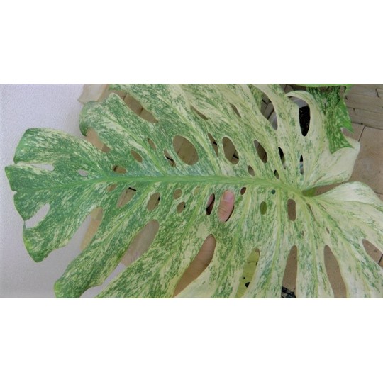 モンステラ・ホワイトモンスター 巨大葉個体 紋様強烈 | 希少植物の