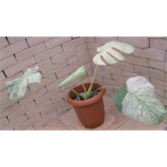 モンステラ・ホワイトモンスター 超希少白斑モンステラ | 希少植物の