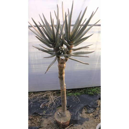 アロエ ディコトマ ダブルヘッド年数充実幹上がり個体 この株最高です