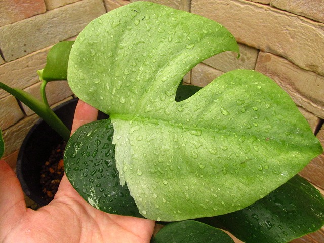 モンステラ ボルシギアナ セブブルーミント 最高個体(Monstera