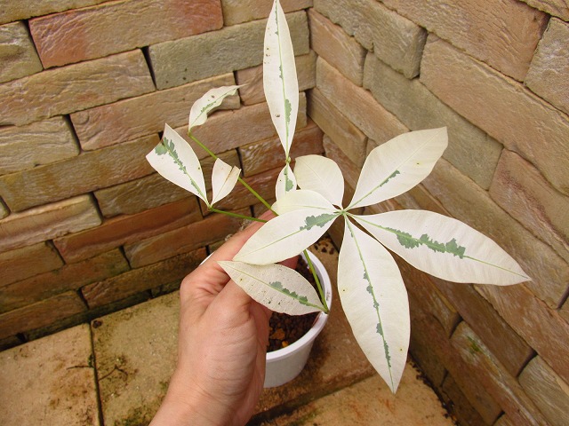 パキラ 白斑 白麗実生1点もの Pachira original White super vriegata