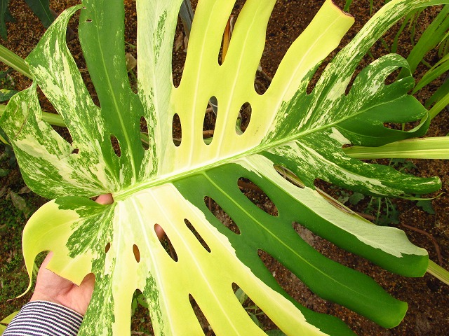 モンステラ デリシオーサ スーパーイエロー 極撰(Monstera deliciosa