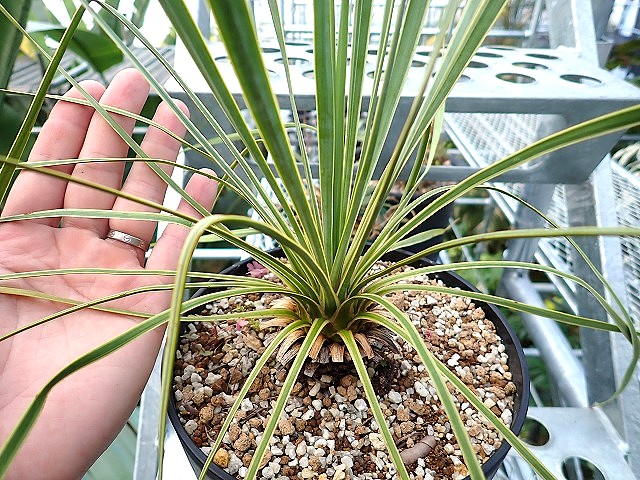ユッカ ロストラータ 斑入り 超稀少個体(Yucca rostrata seed selected