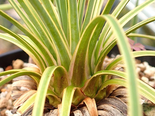ユッカ ロストラータ 斑入り 超稀少個体(Yucca rostrata seed selected
