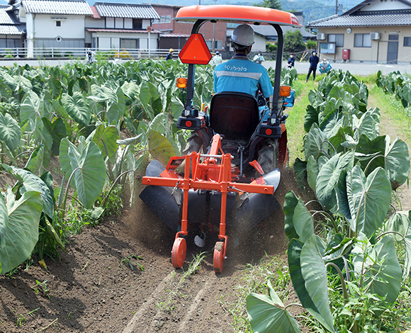 超幅狭トラクタJB13XNMで京野菜えびいもの未来を守る｜最新技術実証