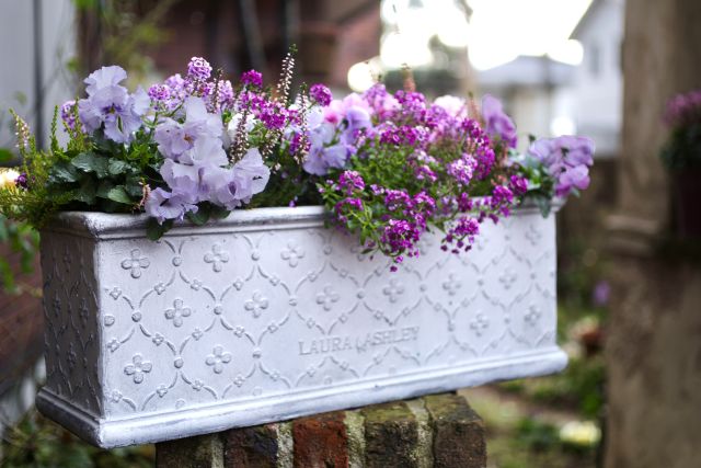 Garden Story連携企画】冬の寄せ植えの主役におすすめ！ 冬に楽しめる