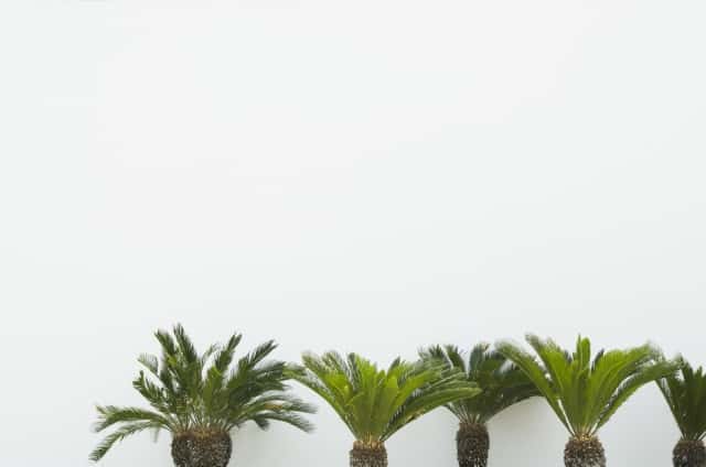 観葉植物のプロが伝授！】ソテツ（蘇鉄）の種類と育て方｜植え替えや