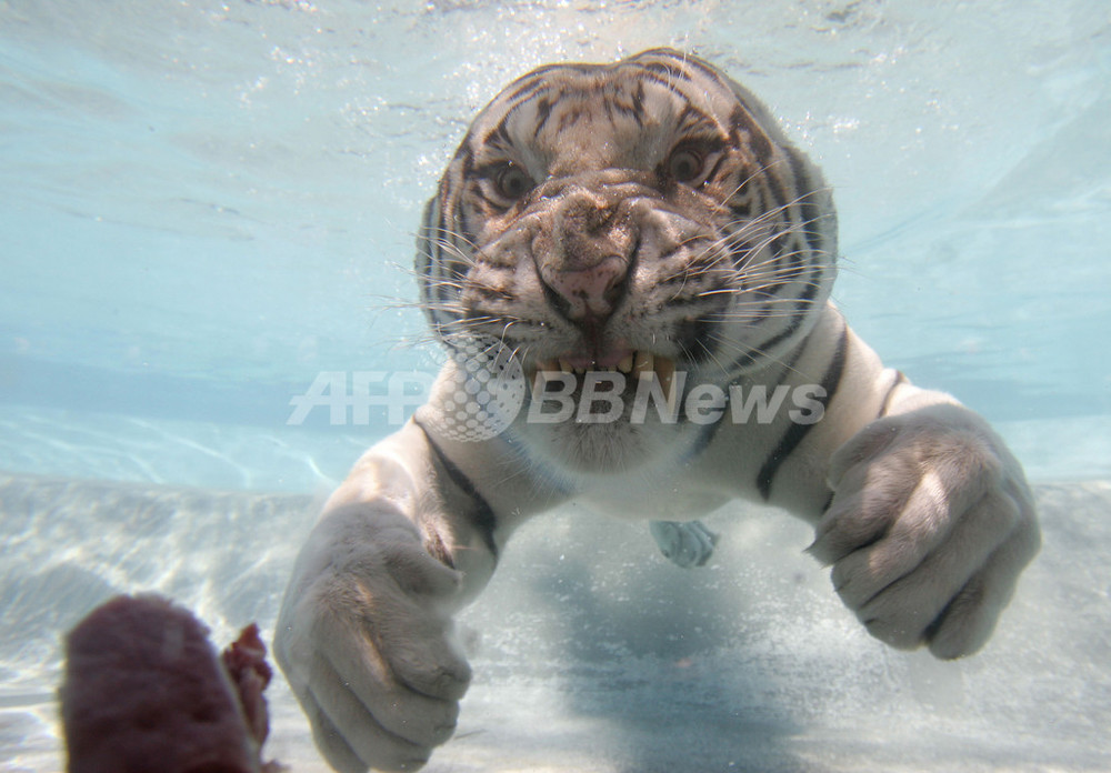 img_0c94ba7a8234301a6fa6fd5ea6