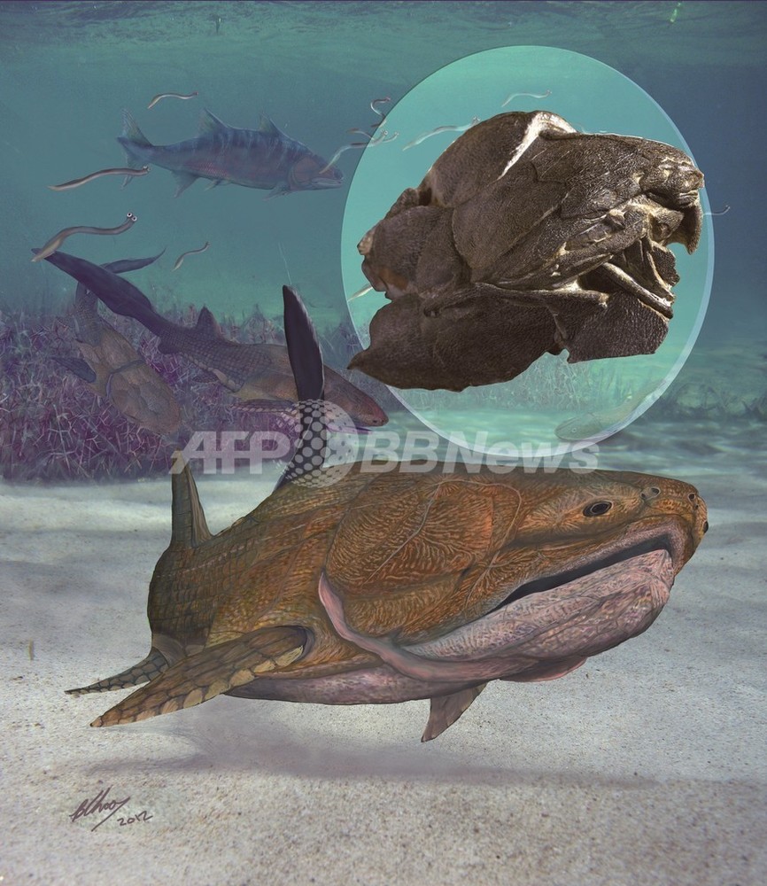 人類進化の定説覆す魚類化石、中国で発見 写真2枚 国際ニュース：AFPBB