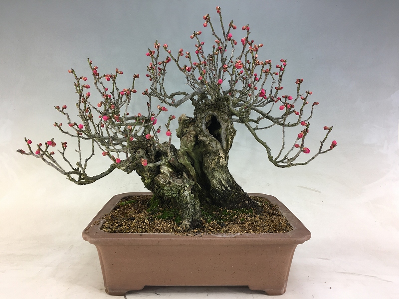 甲州野梅 ※赤花 展示会用 [赤富士園]