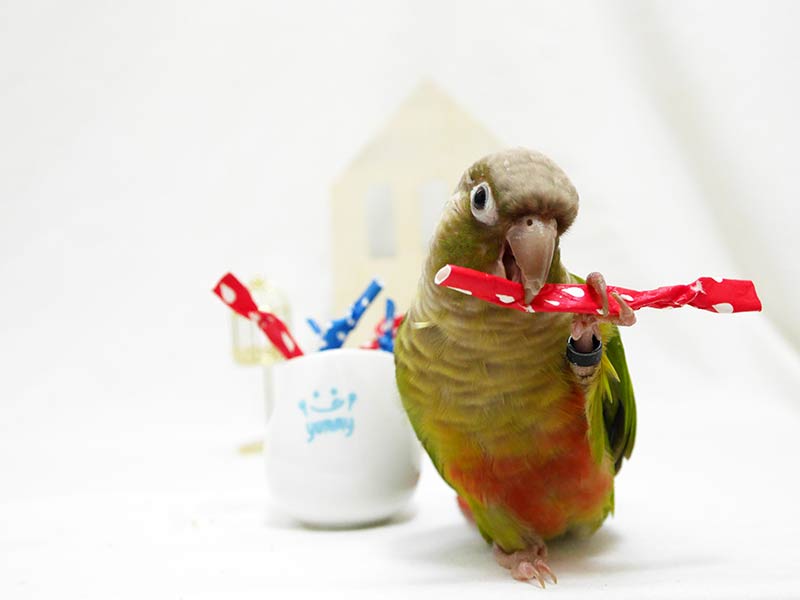 我が家のウロコインコ61～90日齢は足使い上達と噛み癖スタート?! | 赤