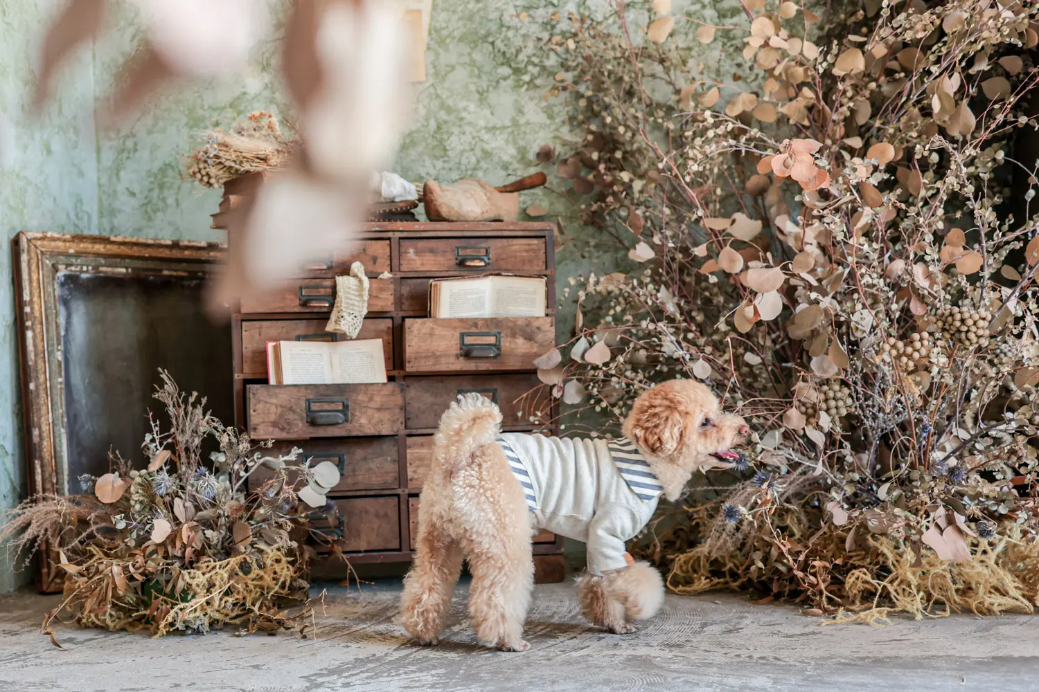 KOHO ボンゴ 木製 動物の皮ヘッド（羊 KOHO ボンゴ 木製 動物の皮