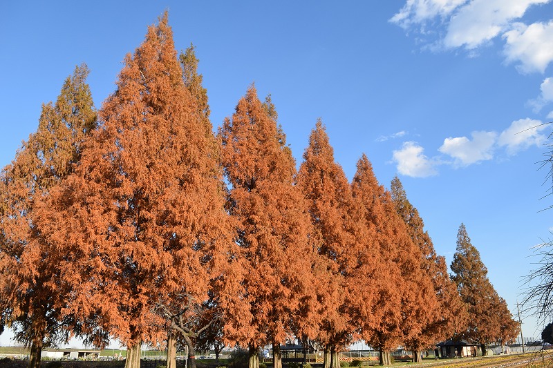 あけぼの山農業公園・あけぼの山公園 | 【園内の紅葉】2024年12月8日