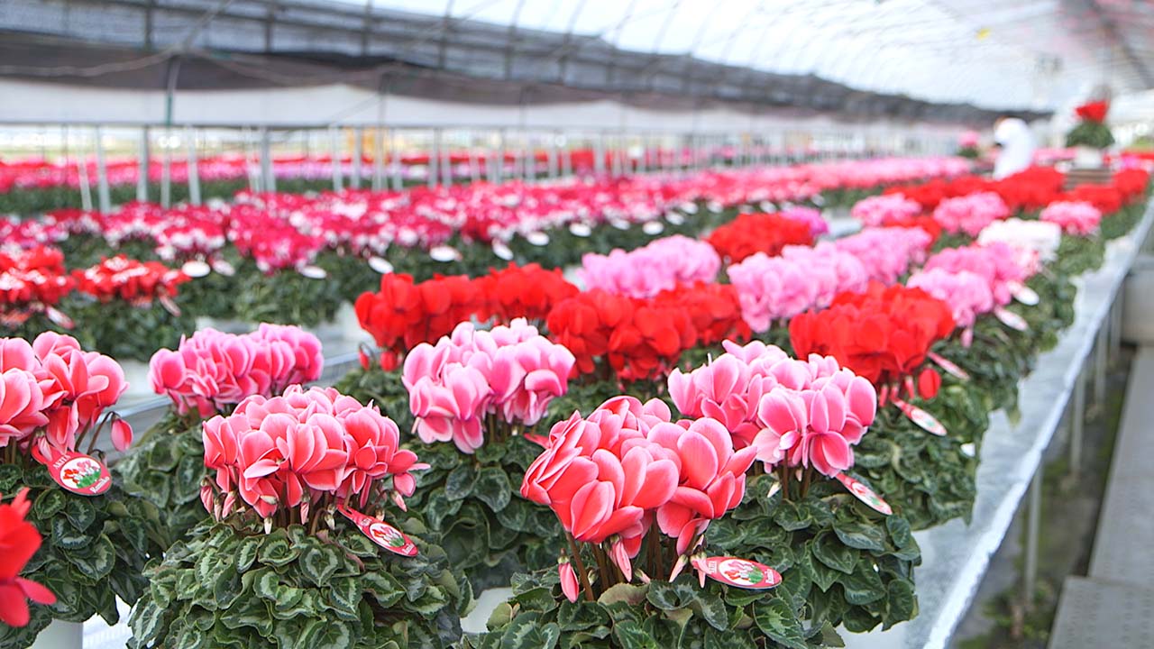 新山園芸「シクラメン」 - あきたアグリサポート