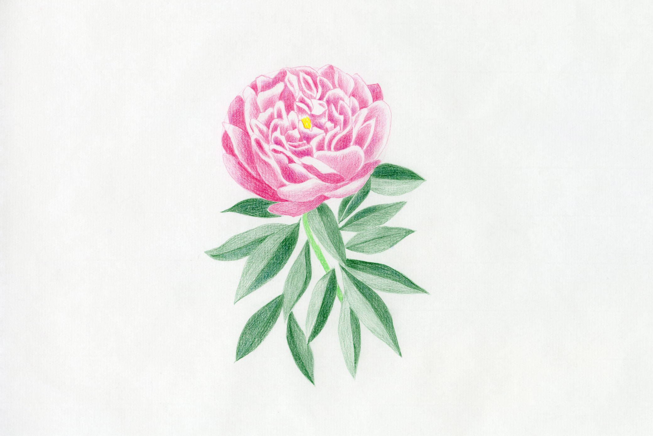 小町芍薬の絵 | あきたのハレとケ | 秋田市文化創造館