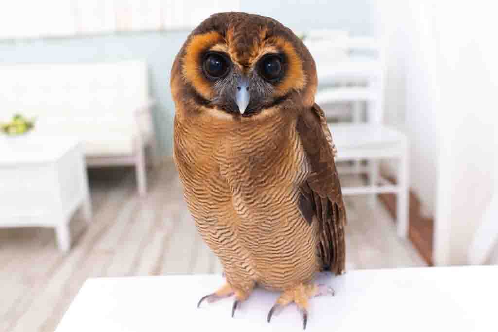 オクサナ・アキモワマトリョーシカスチームパンク風ふくろう梟フクロウ