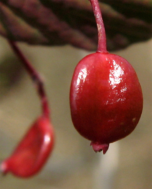 山採り自然樹形オトコヨウゾメ販売 秋元園芸
