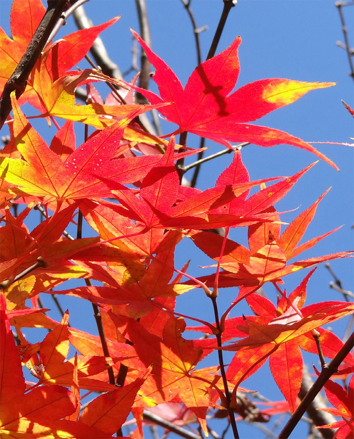 山採り自然樹オオモミジ販売 秋元園芸