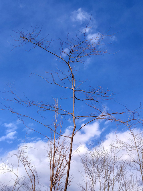 山採り自然樹形のエゴノキ販売 那珂市秋元園芸