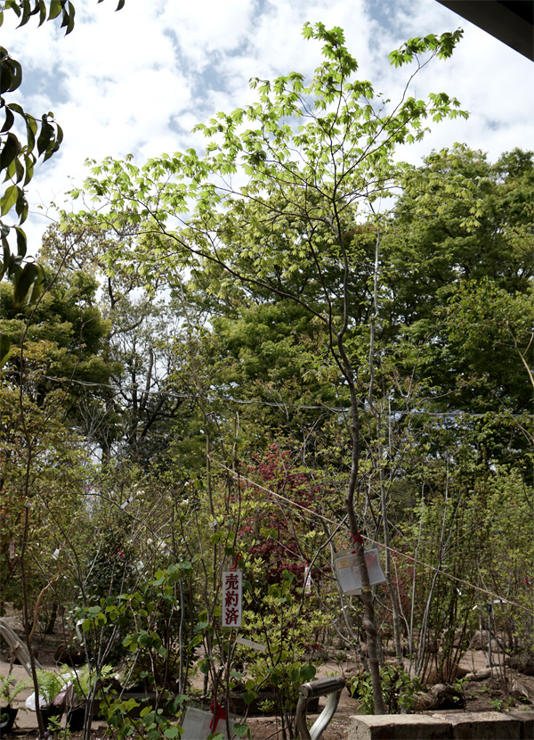 山採り自然樹形コハウチワカエデ販売・茨城那珂 秋元園芸