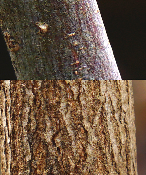 山採り自然樹形ヤマモミジ販売 秋元園芸 茨城那珂市