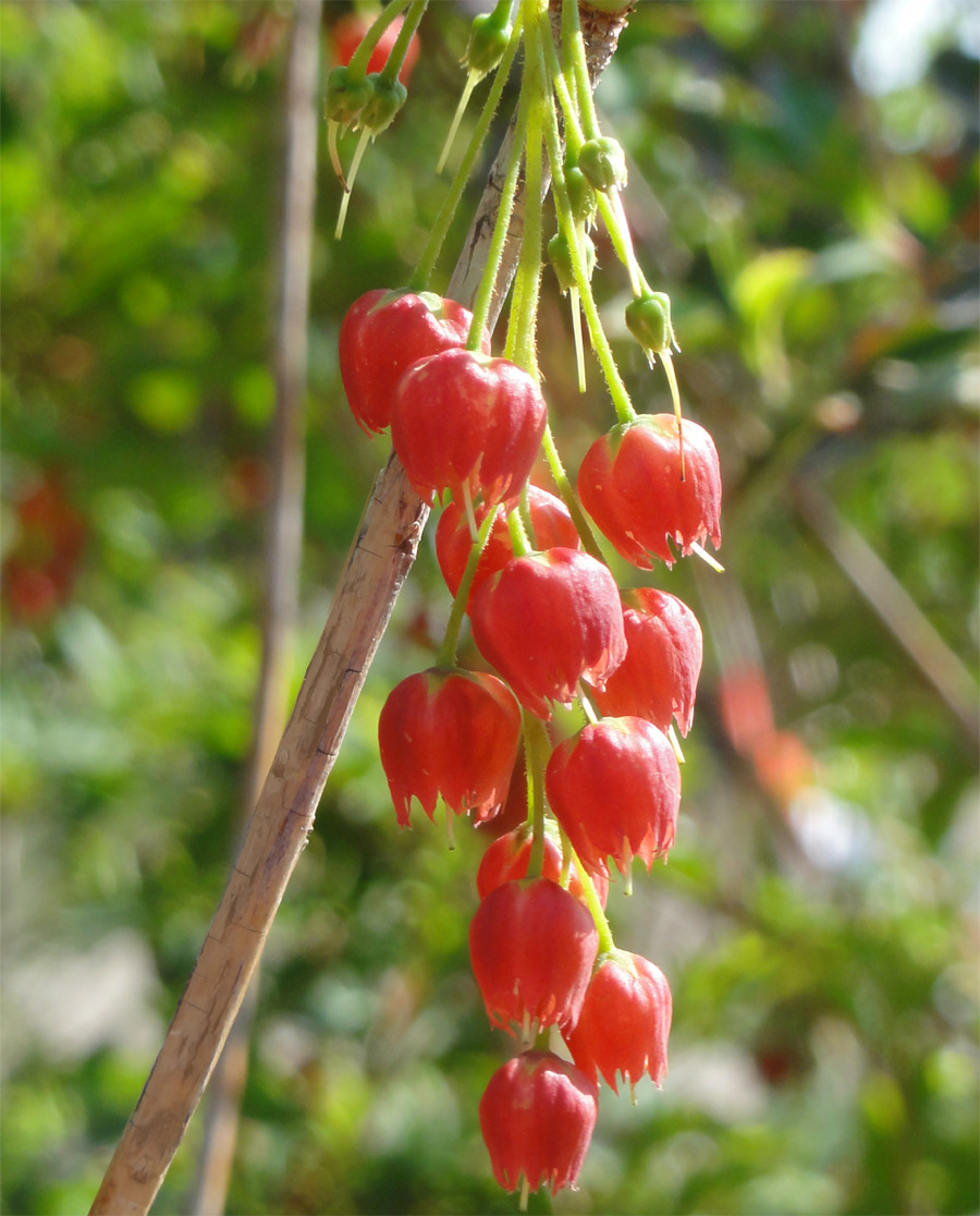 山採り自然樹形サラサドウダンツツジ 販売 秋元園芸