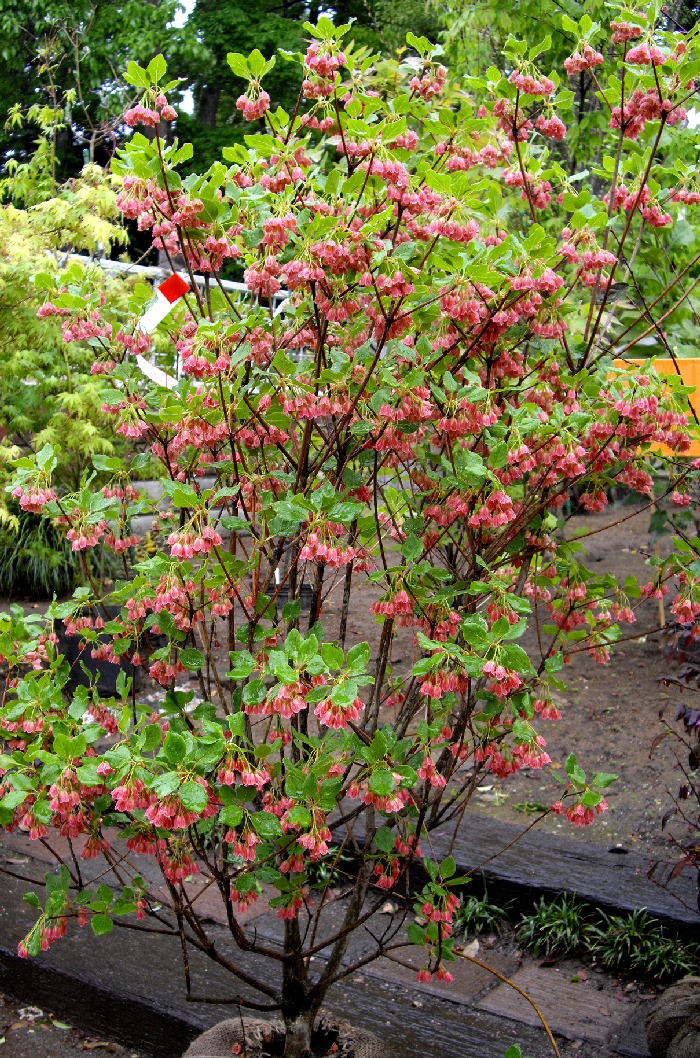 山採り自然樹形サラサドウダンツツジ 販売 秋元園芸