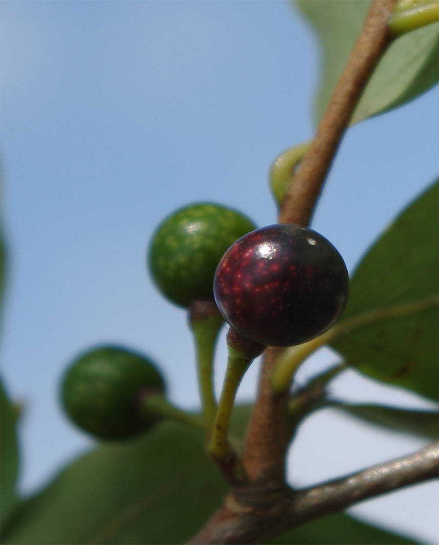 山採り自然樹形ヤマコウバシ販売 秋元園芸 茨城那珂